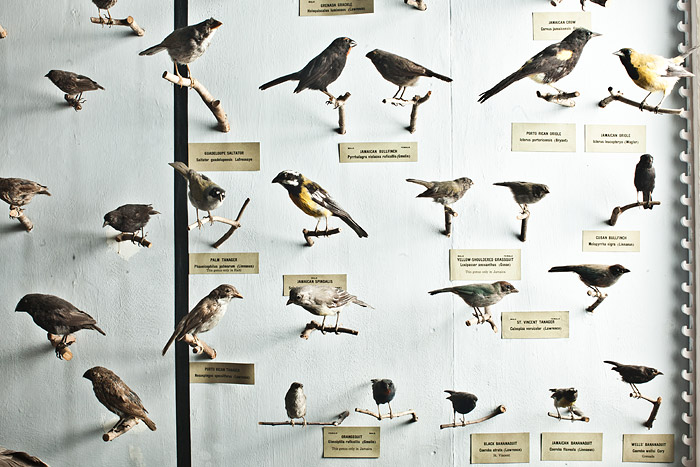 Harvard Museum Natural History