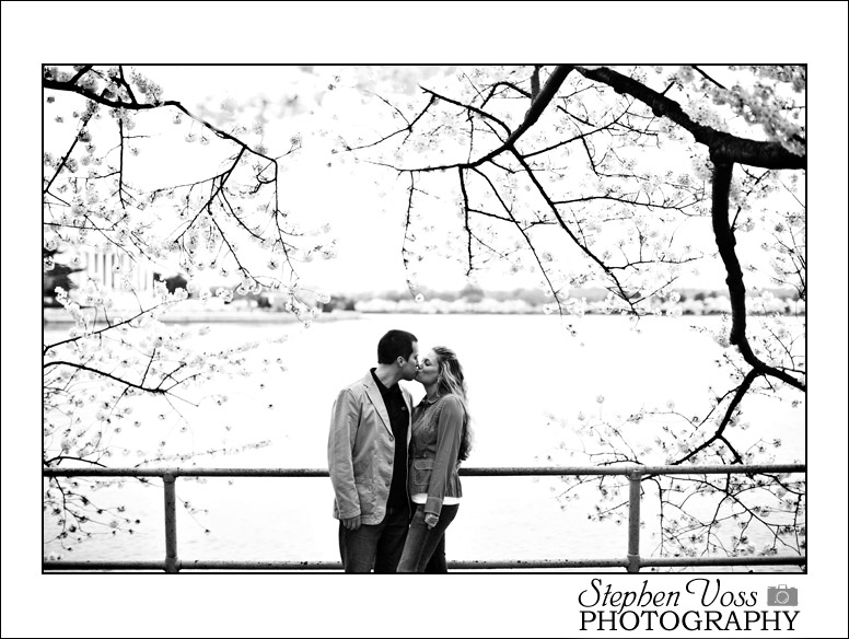 cherry blossoms washington dc