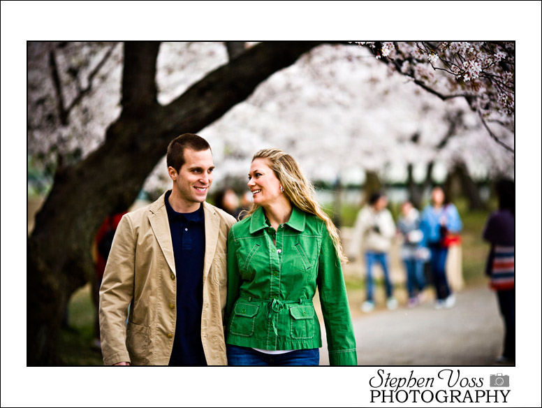 cherry blossoms washington dc