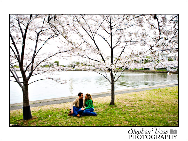 cherry blossoms washington dc