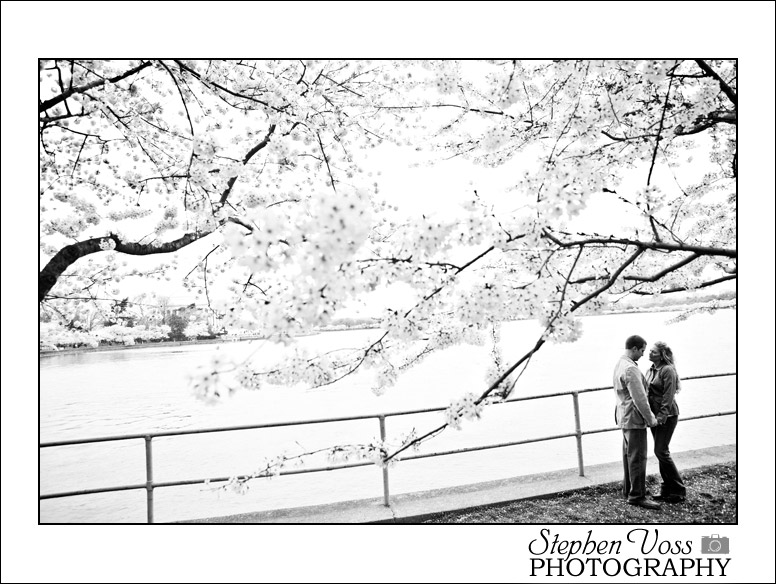 cherry blossoms washington dc